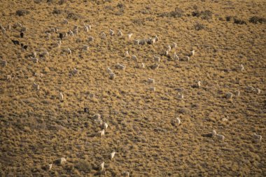 Kırsal alan. Tepedeki altın çayırlarda otlayan keçi sürüsü..