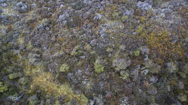 Přírodní Textura Nad Hlavou Letecký Pohled Louku Travnaté Porosty Podzim — Stock fotografie