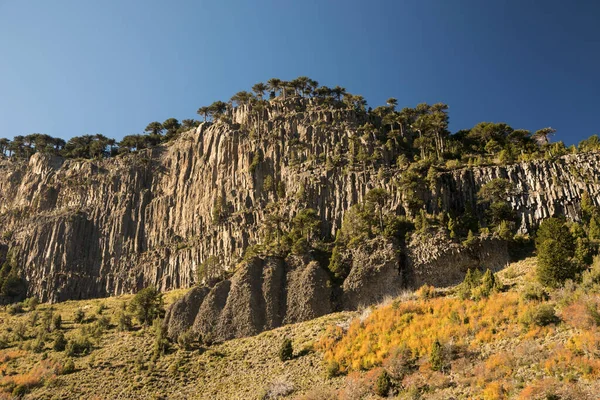 Flora Patagônia Panorama Vista Das Falésias Rochosas Cobertas Com Araucária — Fotografia de Stock