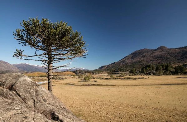 Patagonien Wüste Landschaft Einzelne Araucaria Araucana Oder Affenpuzzle Baum Einem — Stockfoto