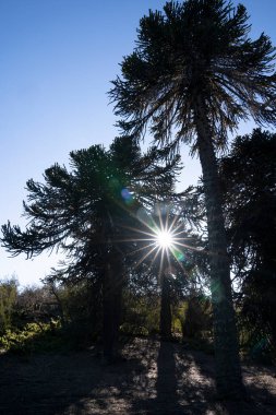 Gün batımında ormanda. Maymun Bulmaca ağaçları olarak da bilinen Araucaria araucana manzarası, karanlık siluet, dallar ve alacakaranlıkta yapraklar. Saklanan güneş güzel bir mercek patlaması yaratır.. 