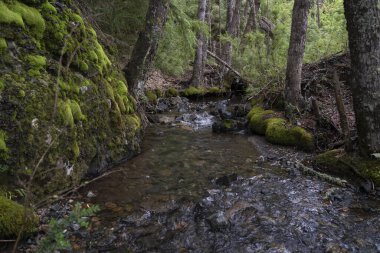 Patagonya 'daki yeşil ormandan akan derenin büyüleyici manzarası Arjantin. 