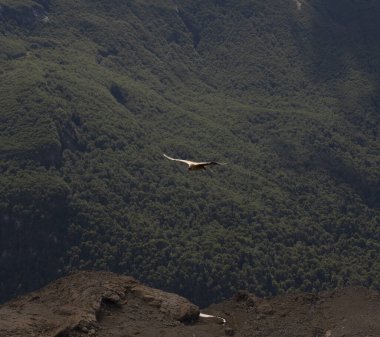 And Akbabası Vultur Gryphus 'un ormanın ve tepelerin üzerinden uçuşu..