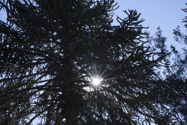Gün batımında ormanda. Maymun Bulmaca ağaçları olarak da bilinen Araucaria araucana manzarası, karanlık siluet, dallar ve alacakaranlıkta yapraklar. Saklanan güneş güzel bir mercek patlaması yaratır..