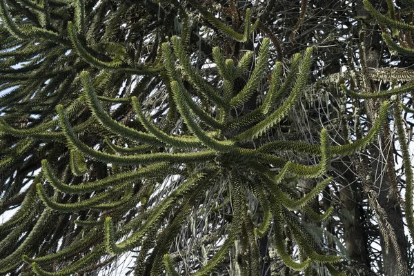 パタゴニア フローラ モンキーパズルツリー 緑としても知られるアラウカラウカナのクローズアップビュー美しい質感とパターン — ストック写真