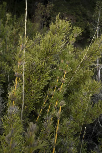 Vista Cerca Las Cañas Verdes Chusquea Culeou También Conocidas Como —  Fotos de Stock