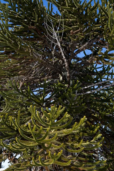 Chilenische Kiefer Nahaufnahme Von Araucaria Araucana Baum Auch Als Pehuen — Stockfoto