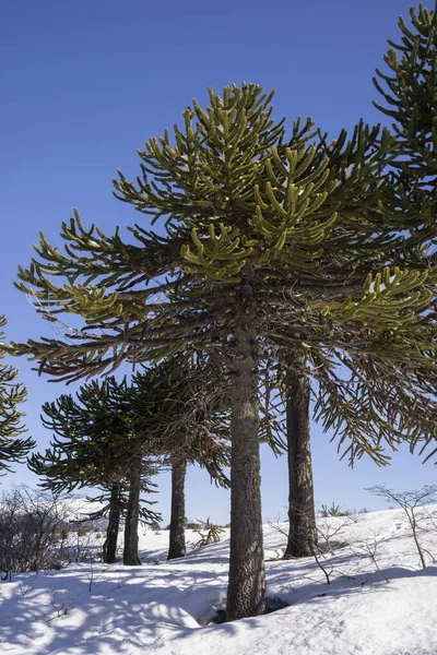 Der Wald Winter Blick Auf Die Araucaria Araucana Bäume Wälder — Stockfoto