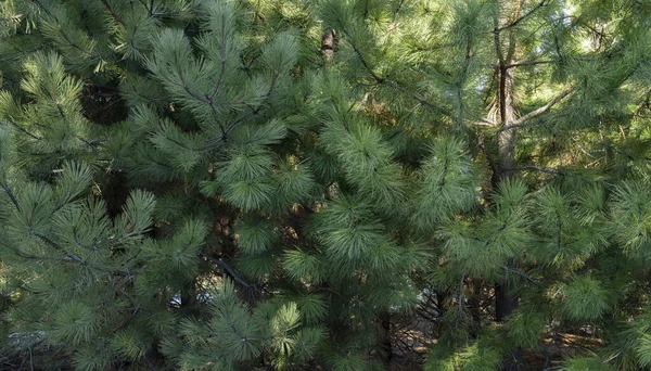 Botanischer Hintergrund Blick Auf Pinus Ponderosa Kiefer Grünes Laub — Stockfoto