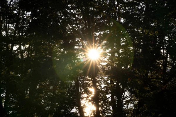 Vista Magica Della Foresta Tramonto Silhouette Scura Degli Alberi Boschivi — Foto Stock