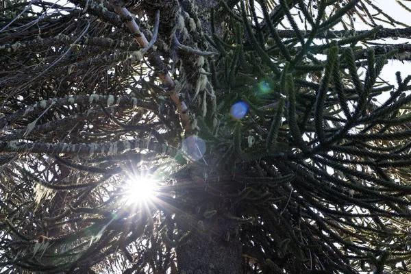 モンキーパズルツリーとしても知られるアラウカラウカナのクローズアップビュー 美しい緑の葉と太陽 レンズフレアを作成 — ストック写真