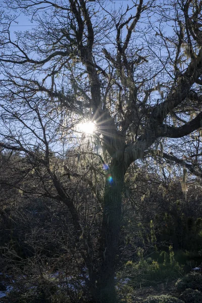 Лес Патагонии Осенью Вид Лиственное Дерево Покрытое Лишайниками Закате Скрывающееся — стоковое фото