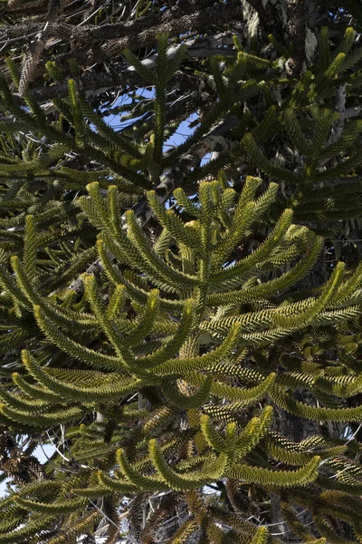 智利松木在森林里生长着美丽的绿叶的阿劳卡纳树 又名Pehuen 的布景 — 图库照片
