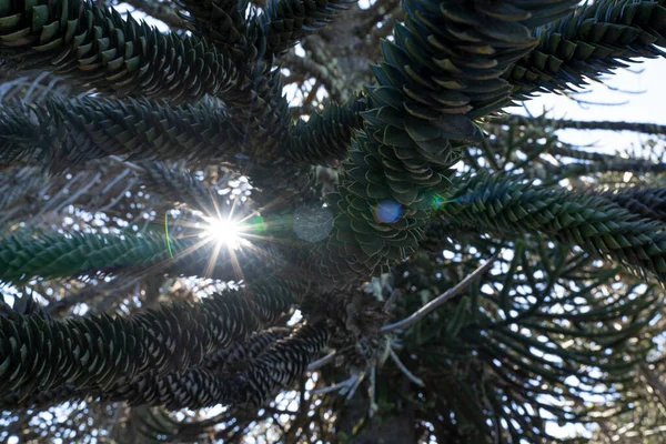 Maymun Bulmaca Ağacı olarak da bilinen Araucaria Araucana 'nın yakın görüntüsü, güzel yeşil yapraklar ve güneş, bir mercek patlaması yaratır..