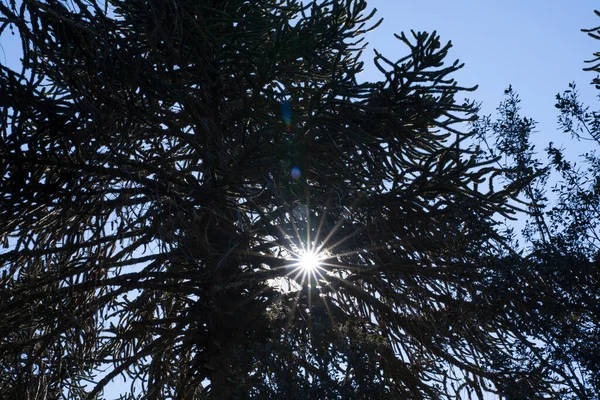 Floresta Pôr Sol Vista Araucaria Araucana Também Conhecido Como Árvores — Fotografia de Stock