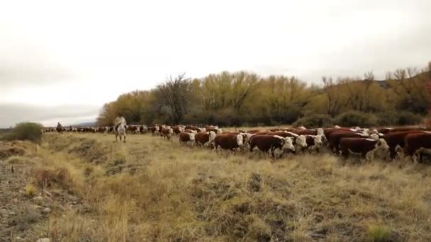 Γαύχος Ιππεύει Άλογα Που Βόσκουν Αγελάδες Στο Κίτρινο Λιβάδι — Αρχείο Βίντεο