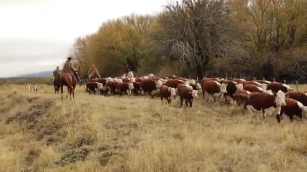 Gauchos Riding Horses Herding Cows Yellow Grassland — Stock Video