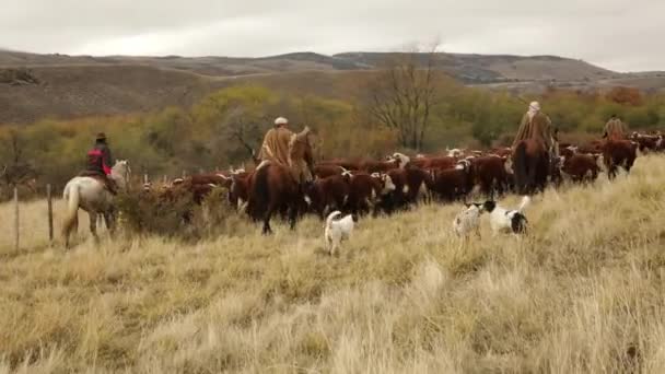 Gauchos Cabalgando Caballos Perros Pastoreando Vacas Través Los Pastizales Amarillos — Vídeos de Stock