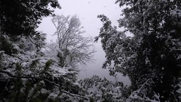 森で雪が降っている 木の上に落下する雪片の様子 — ストック動画