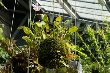 Egzotik bitki örtüsü. Tropik orkideler. Havada asılı duran bir tencerede büyüyen pembe çiçekli güzel bir orkidenin yakın görüntüsü.. 