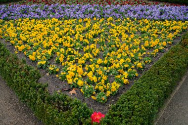 Bahçe ve peyzaj. Doğal desenli dekoratif tasarım. Çiçek. Viola odorata 'nın görüntüsü, İngiliz Mor olarak da bilinir, kırmızı, sarı ve mor yapraklı çiçekler açar.. 