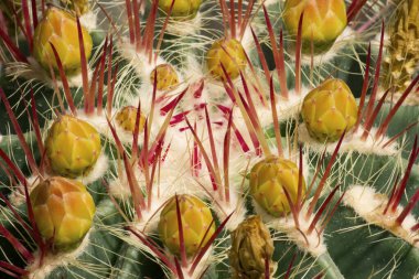 Doğal doku ve şablon. Çöl bitkisi. Meksika Ateş Fıçısı olarak da bilinen Ferocactus pilotunun Macro çekimi. Kırmızı ve beyaz dikenleri, sarı çiçek tomurcukları ve yeşil rengi.  
