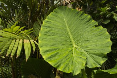 Tropik bitki örtüsü. Sterilitzia reginae portresi, ayrıca Queens Cennet Kuşu olarak da bilinir, dev yeşil yaprak..