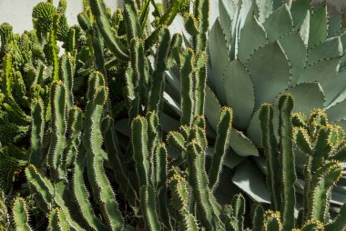 Doğal doku ve şablon. Seradaki egzotik bitki örtüsü. Agave parassana, Euphorbia parciramluosa and Euphorbia avasamontana criliage beautiful greliage. 