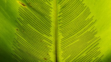 Tropik bitki örtüsü. Doğal doku ve şablon. Bir Asplenium Nidus büyük yeşil yaprağının makro çekimi..