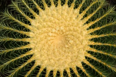 Doğal doku ve şablon. Çöl bitkisi. Altın fıçı olarak da bilinen Echinocactus grusonii kaktüsünün yakın görüntüsü. Sarı, keskin ve uzun dikenleri ve yuvarlak top şeklinde.