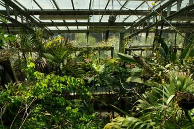 Sera tropikal bitki koleksiyonunun görüntüsü