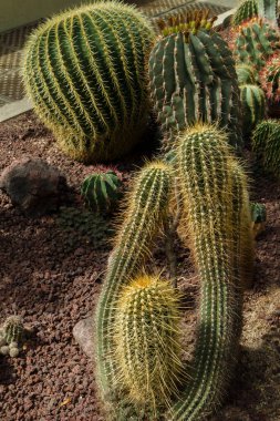 Egzotik bitki örtüsü. Bahçede yetişen sarı dikenli güzel kaktüs Echinopsis bruchii. Echinopsis grusonii, Ferocactus pilosus ve Town sendianus gibi diğer heykelsi kaktüsler de.  
