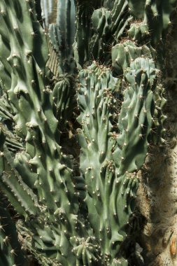 Egzotik bitki örtüsü. Peru elma kaktüsü olarak da bilinen kaktüs Cereus uruguayanus Monstrosa 'nın yakın görüntüsü. Nadir bulunan dokusu ve sivri dikenli uzun yeşil kolları.. 