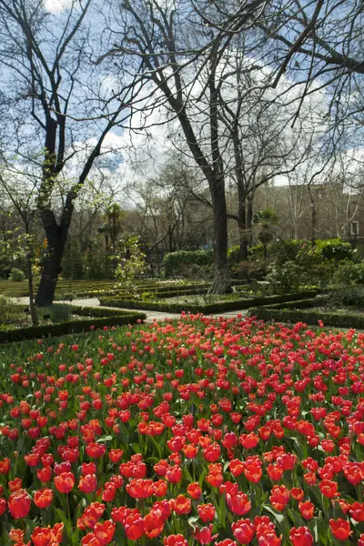 ガーデンと風景 チューリップフラワーベッド 赤いチューリップの花のテクスチャとパターンを見ると 公園で暗くなります — ストック写真