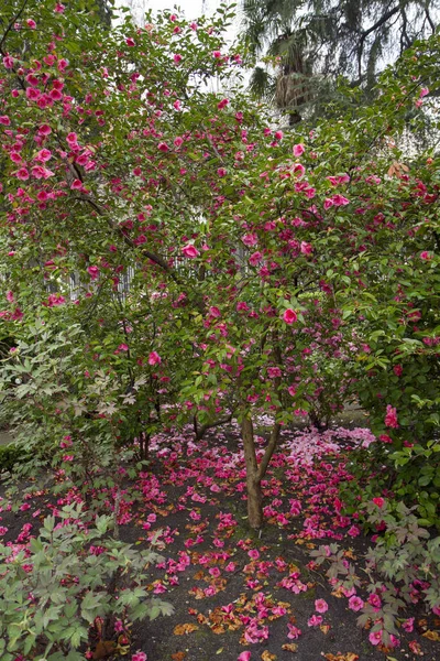フローラル ランドスケープ カメリア ウィリアム メアリー クリスチャン ハイブリッドの肖像画が庭に咲くピンクの花 美しい花びらと質感 — ストック写真