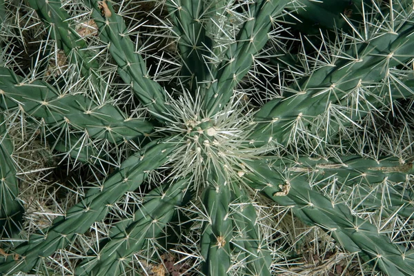 Cactus Primo Piano Una Tunicata Cylindropuntia Conosciuta Anche Come Sheated — Foto Stock