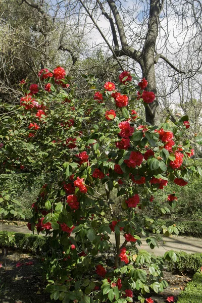 スプリング カメリアジャカ博士クリフォードパーク 緑の葉 庭で育つ赤い花の咲く花 — ストック写真