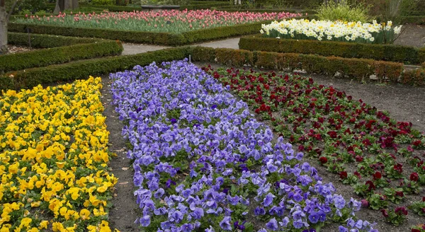 Landscaping and design. View of the flower bed in the garden. Yellow, purple and red Viola odorata, also known as English Violet, flowers. Tulips and daffodils blossoming in the background.
