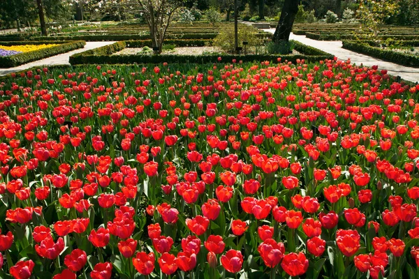 Diseño Jardines Paisajismo Textura Patrón Floral Tulipanes Vista Del Follaje —  Fotos de Stock