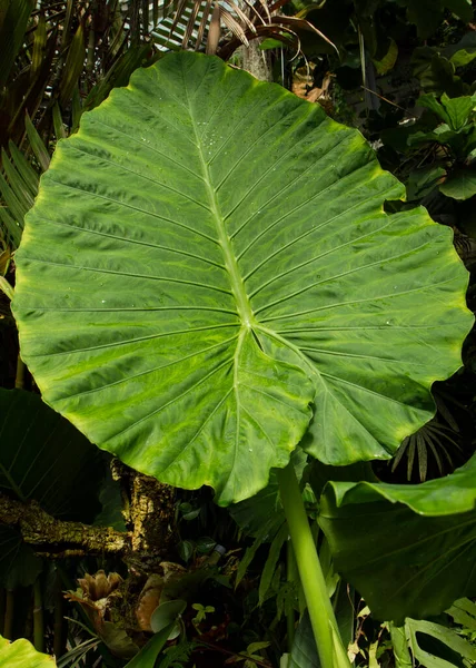 Tropical flora. Vertical closeup of a Sterilitzia reginae, also known as Queens Bird of Paradise, giant green leaf.