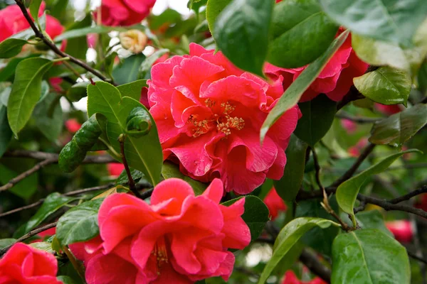 Flores Jardín Vista Cerca Una Flor Rosa Roja Pétalos Hojas — Foto de Stock