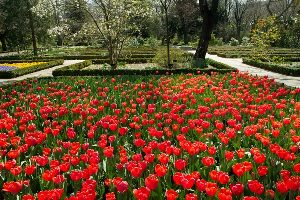 Landschafts Und Gartengestaltung Schöne Tulpenbeet Plantage Rote Blumen Blühen Park — Stockfoto