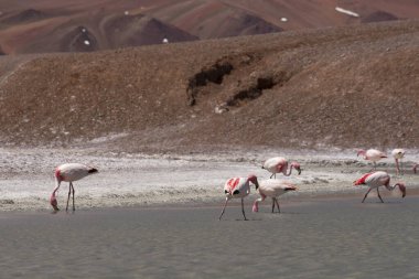 Vahşi yaşam. Alp ve volkanik arkaplanı olan saf su gölündeki And flamingoları. Arjantin 'in başkenti La Rioja' daki And Dağları 'ndaki Laguna Brava gölündeki Phoenicoparrus ve Andinus kuşlarının manzarası.