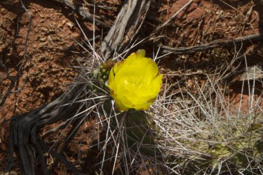 Güney Amerika bitkisi. Tunilla soehrensii dikenli kaktüsünün en üst manzarası, kurak çölde yetişen sarı çiçekli..