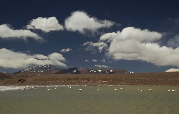 Safari in the andes mountain range. Andean flamingos in the lake high in the mountains. View of Phoenicoparrus andinus flock of birds in lake Laguna Brava, very high in the Andes cordillera in La Rioja, Argentina.
