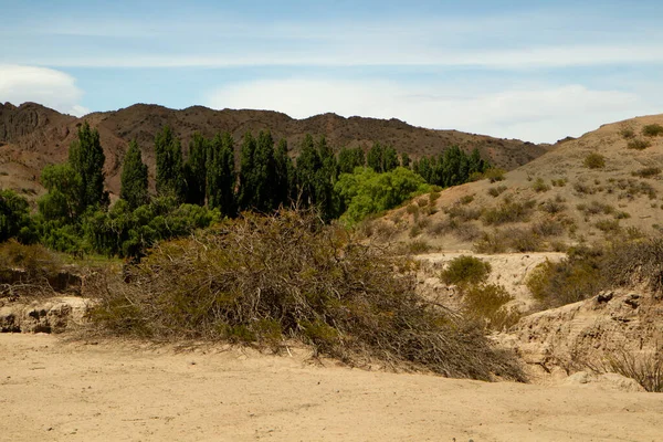 乾燥した砂漠 砂と植物の景色 — ストック写真