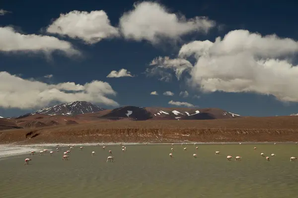 Сафари Дикую Природу Андские Фламинго Кормят Озере Высокие Горы Наблюдение — стоковое фото