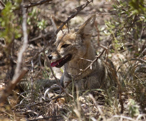 野生生物 灰色の狐 Lycalopexジムノサーカスのクローズアップビュー 乾燥した砂漠で休む — ストック写真