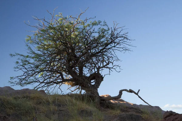 Inspirational landscape for motivational quotes. Old tree with superficial roots and many branches, growing in the arid desert and mountains under a deep blue sky at sunset.