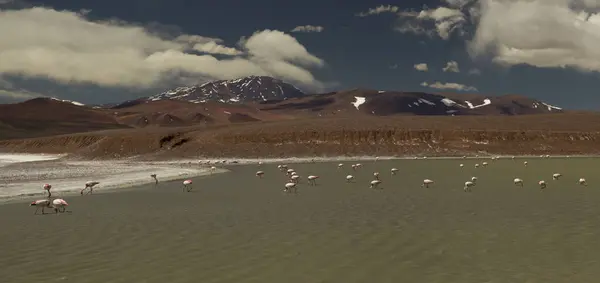 野生生物 アルペンと火山の背景を持つ純粋な水湖のアンデス花火 アルゼンチンのラグーナ ブラヴァ湖のフェニコパラスとヒヌスの鳥の眺め アルゼンチンのラ リオハのアンデス山脈で高い — ストック写真
